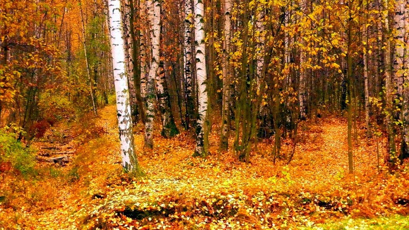 Осенний этап первенства школы